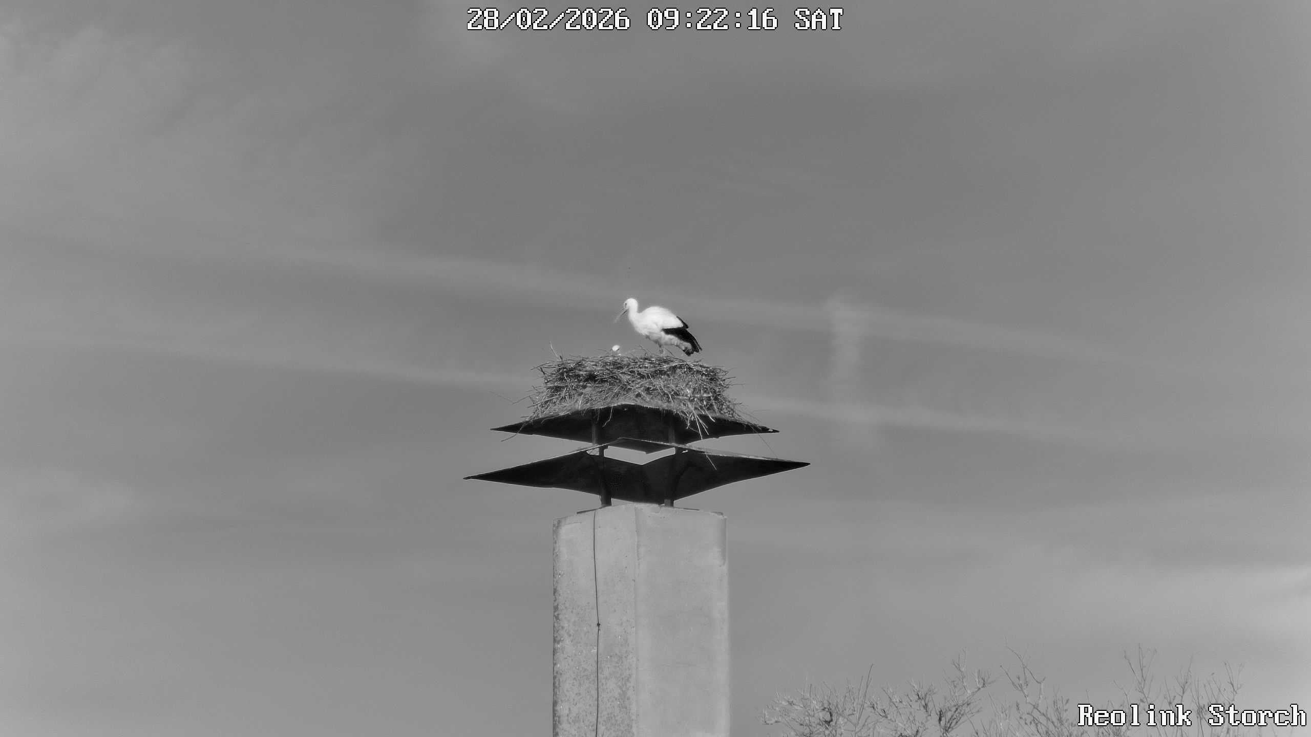 Storchencam Bild
